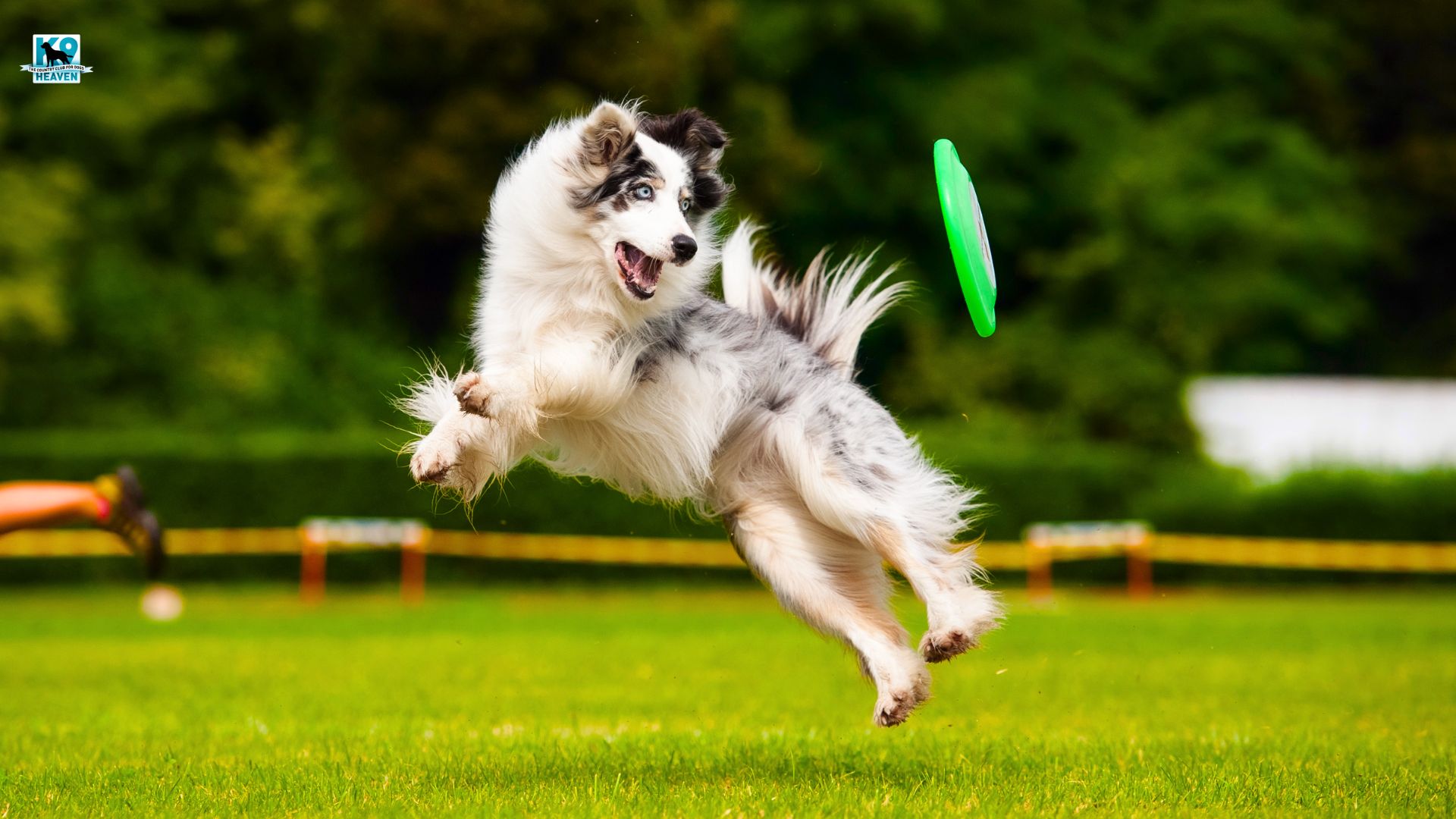 Dog Daycare