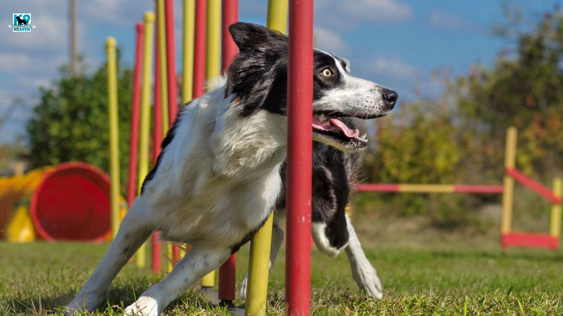 Keep Your Dog Mentally Stimulated