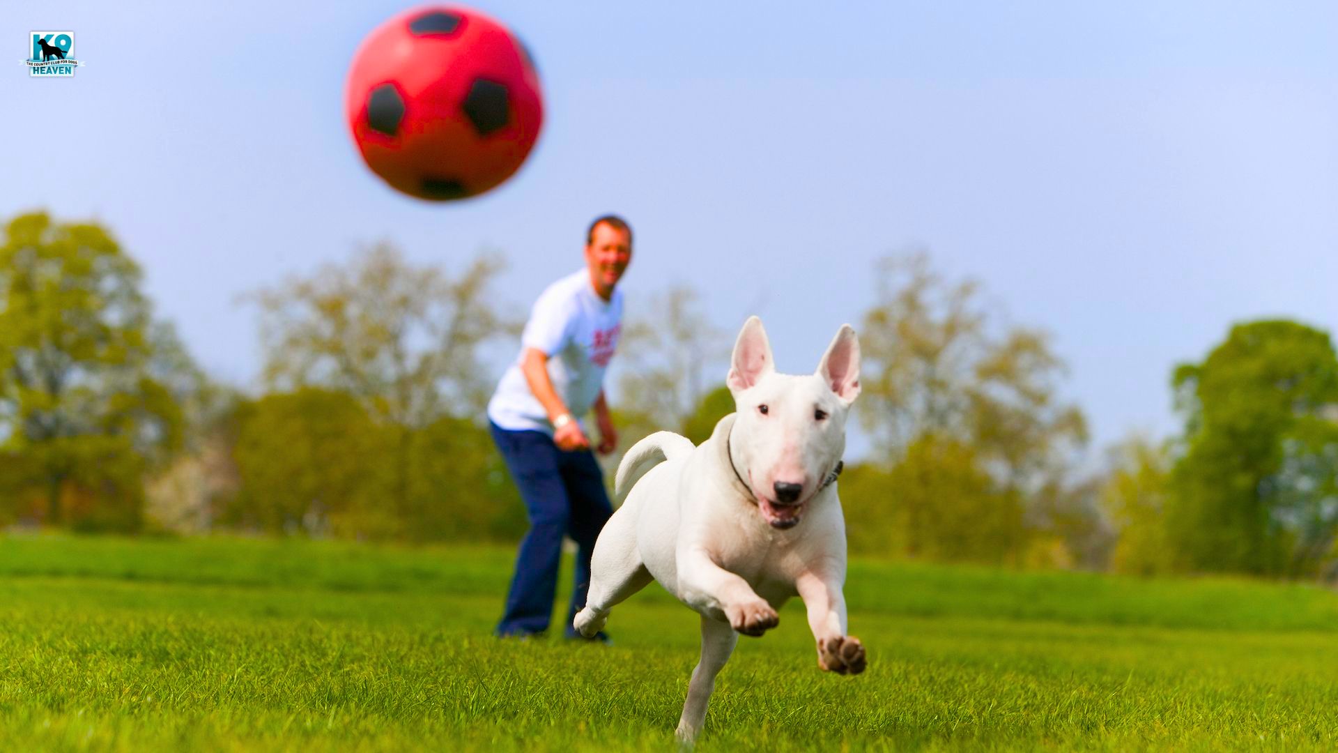 How To Care For Older Dogs