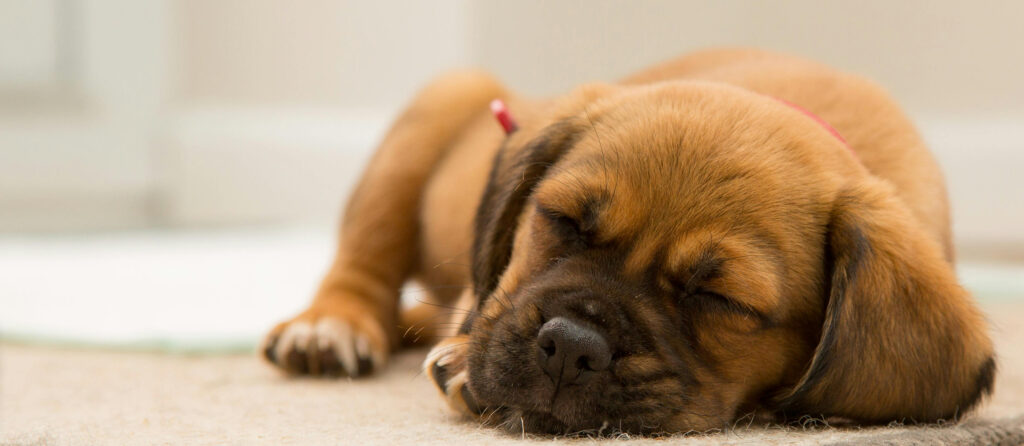 A brown dog asleep on a mat at dog boarding accommodation.