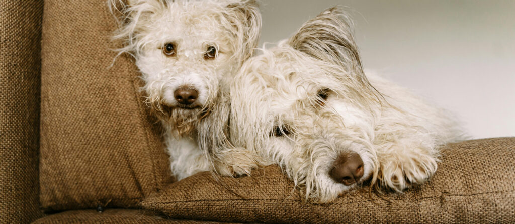 Two dogs sitting on a sofa to keep warm in winter.