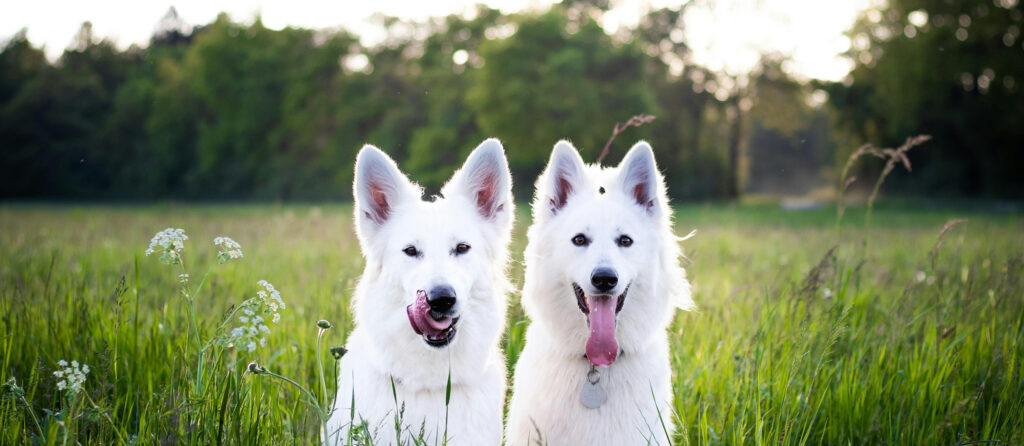 Two white dogs sitting next to each other in a green field.