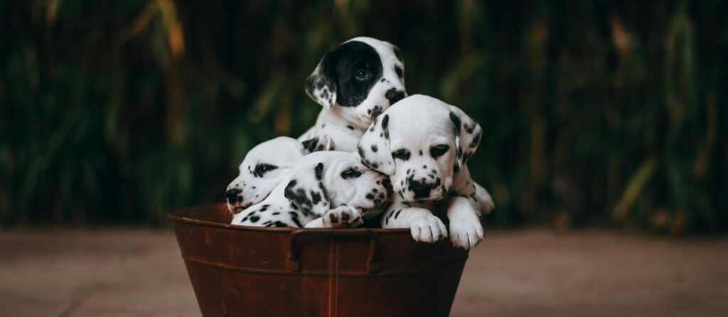 Dalmation puppies sat in a basket.