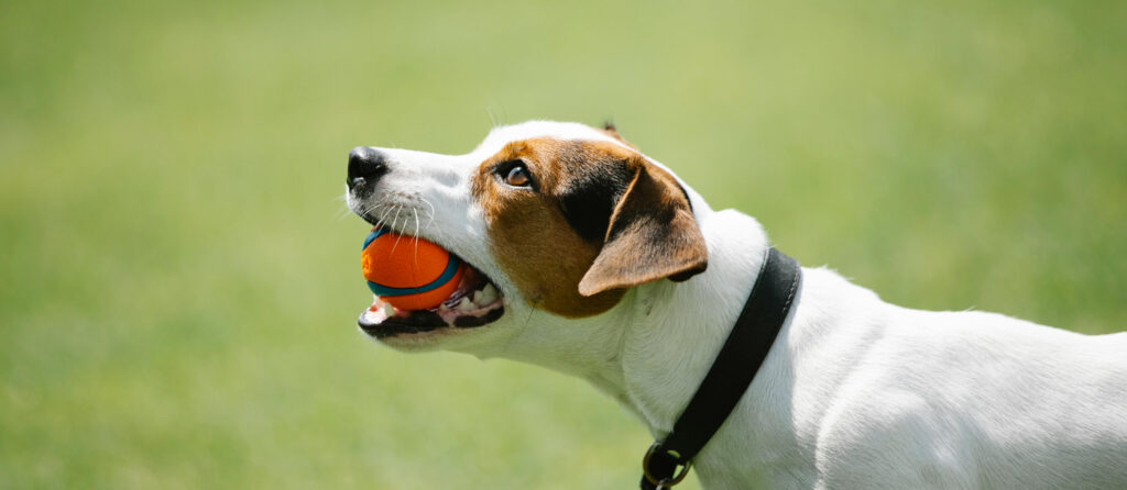 A Jack Russel in dog training