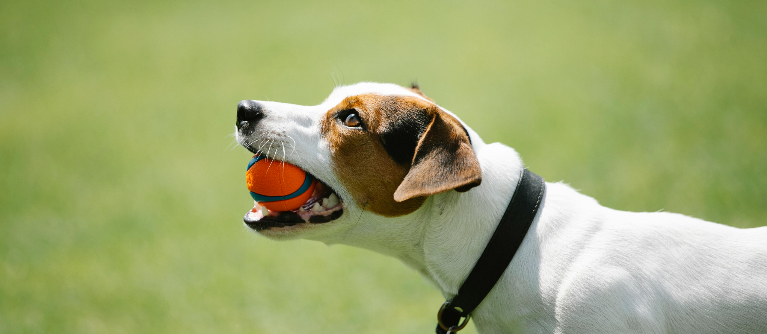 A Jack Russel in dog training