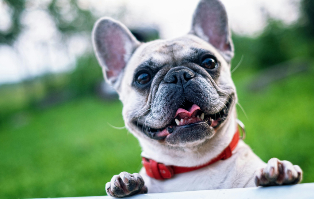 A happy dog standing up against at fence at doggy daycare.