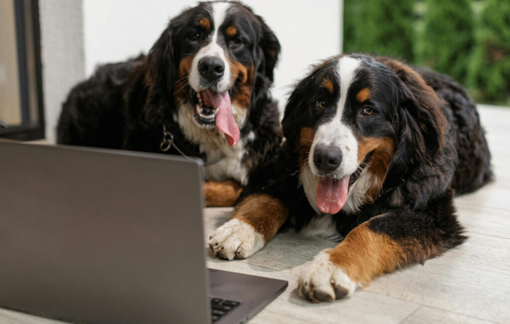 Two dogs sitting in front of a laptop as though they are answering questions.
