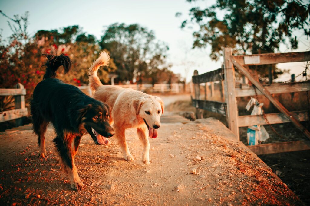 Two dogs walking together in a park.
