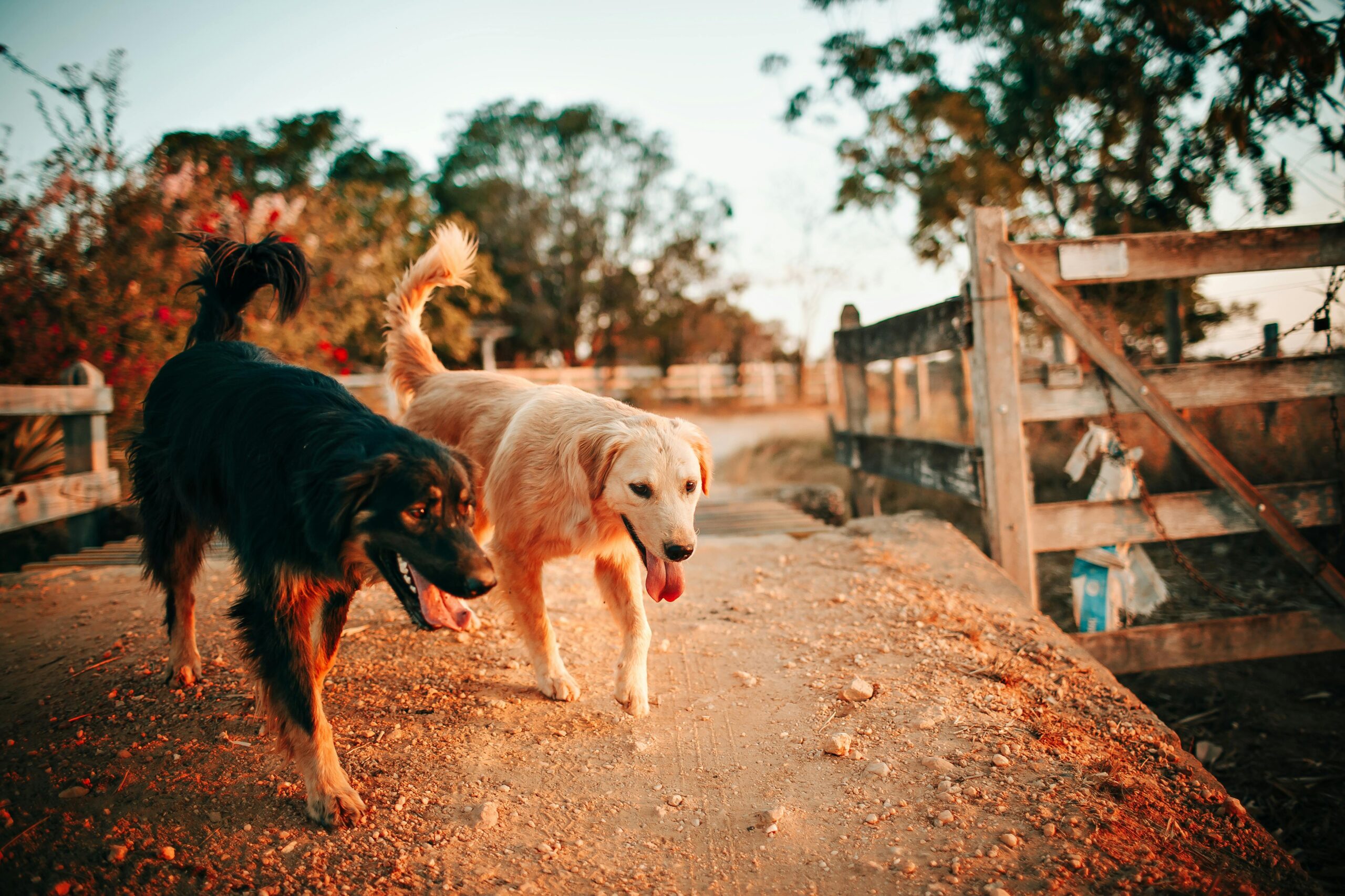 Two dogs walking together in a park.