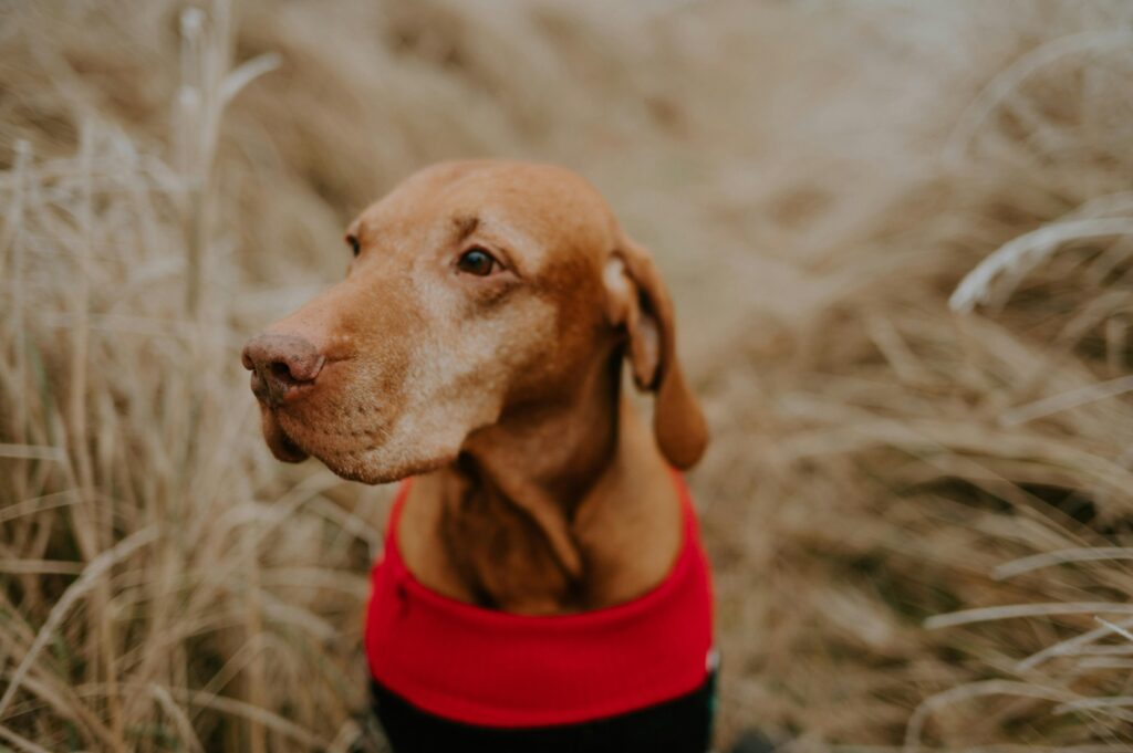A brown dog in a wheat field.
