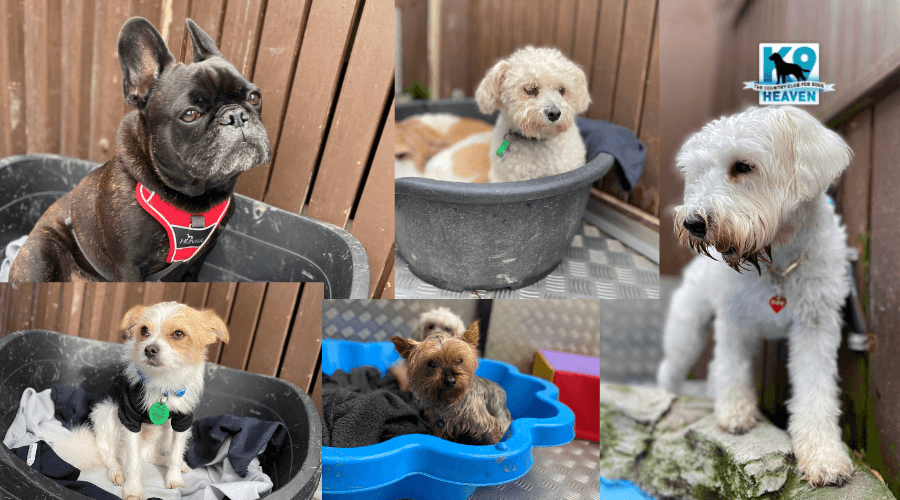 Why Enrolling Your Dog in Daycare can help with Separation Anxiety
