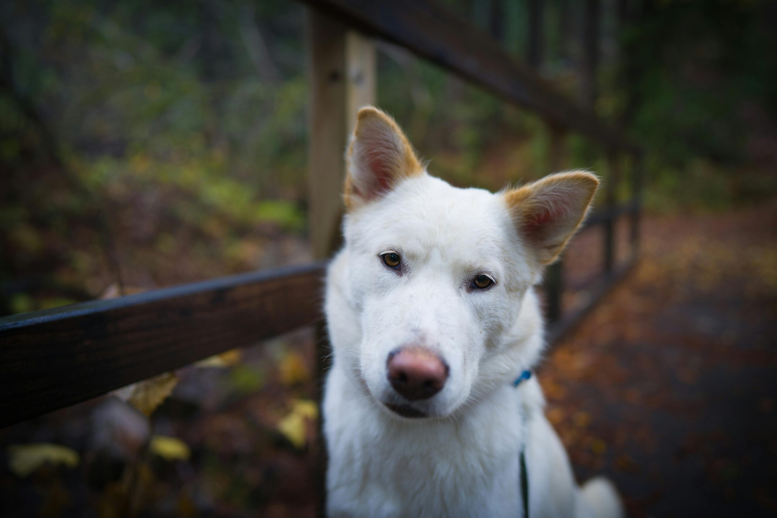 A white dog outside in nature at a doggy daycare in Auckland
