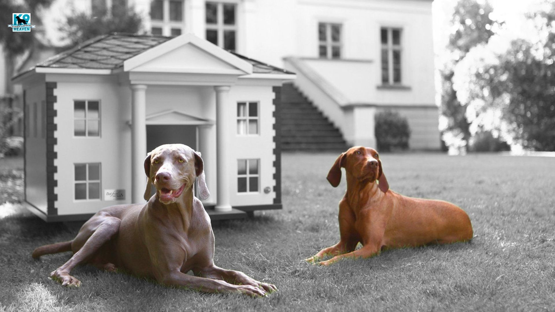 How to stop your dog from destroying furniture when you’re out K9 Heaven