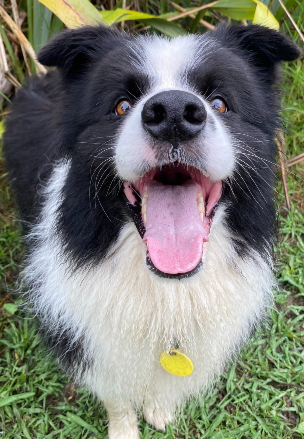 Dog Boarding Auckland Safe & Comfortable Holiday K9 Heaven