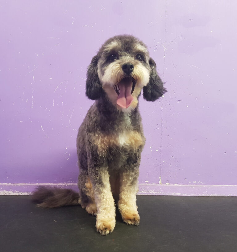 K9 Heaven West Auckland Doggy Daycare & Boarding