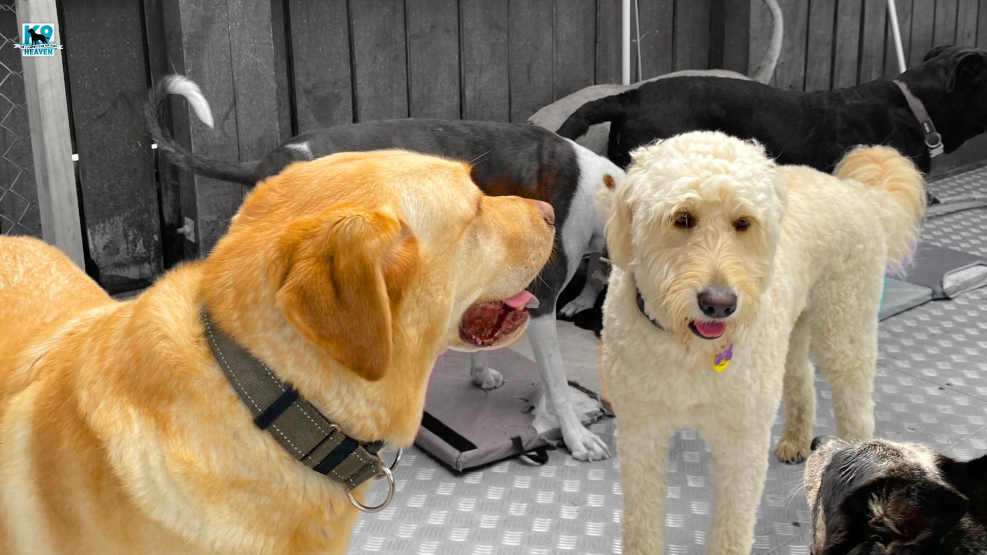 How much does doggy daycare cost in Auckland? K9 Heaven