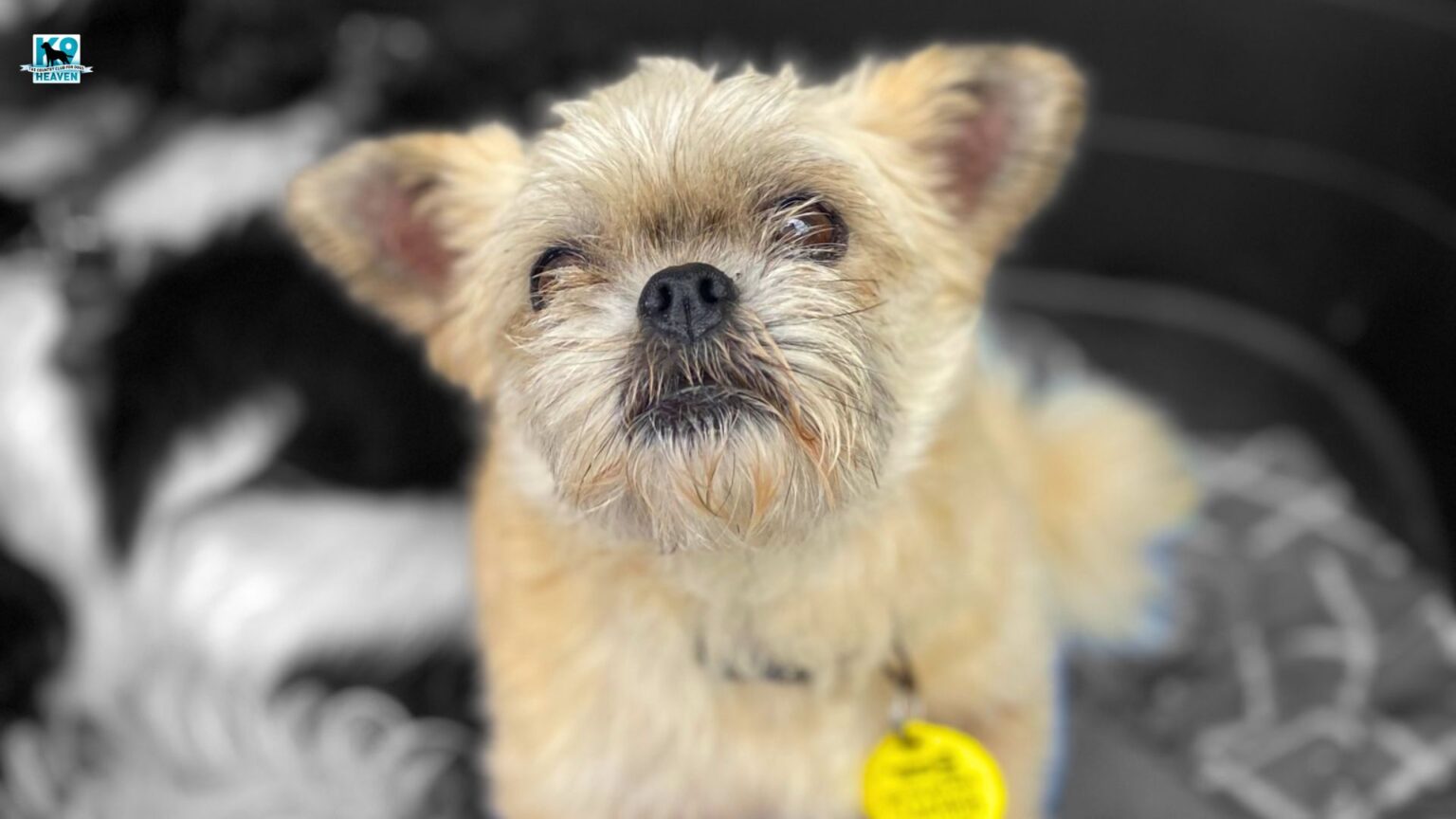 How much does doggy daycare cost in Auckland? K9 Heaven