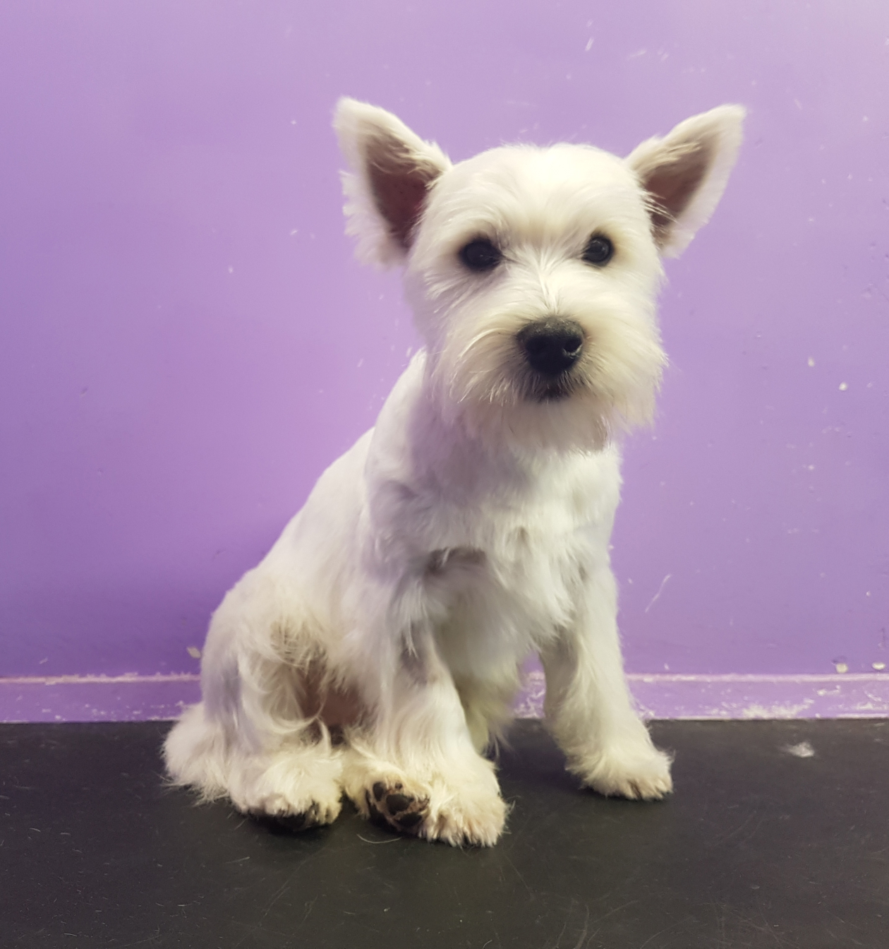 Dog Grooming in Auckland Pamper Your Pup K9 Heaven
