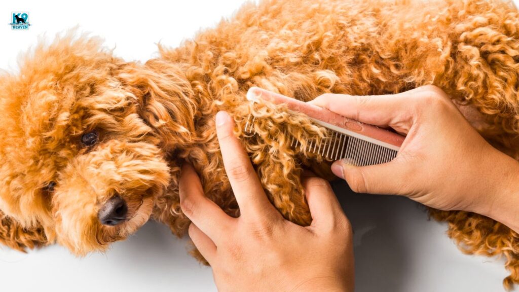How often do curly-haired dogs need to be groomed
