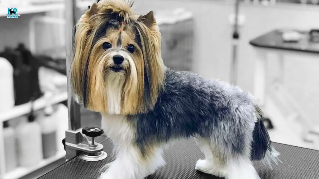How often do long-haired dogs need to be groomed