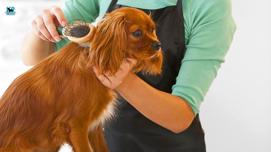 How often do medium-haired dogs need to be groomed