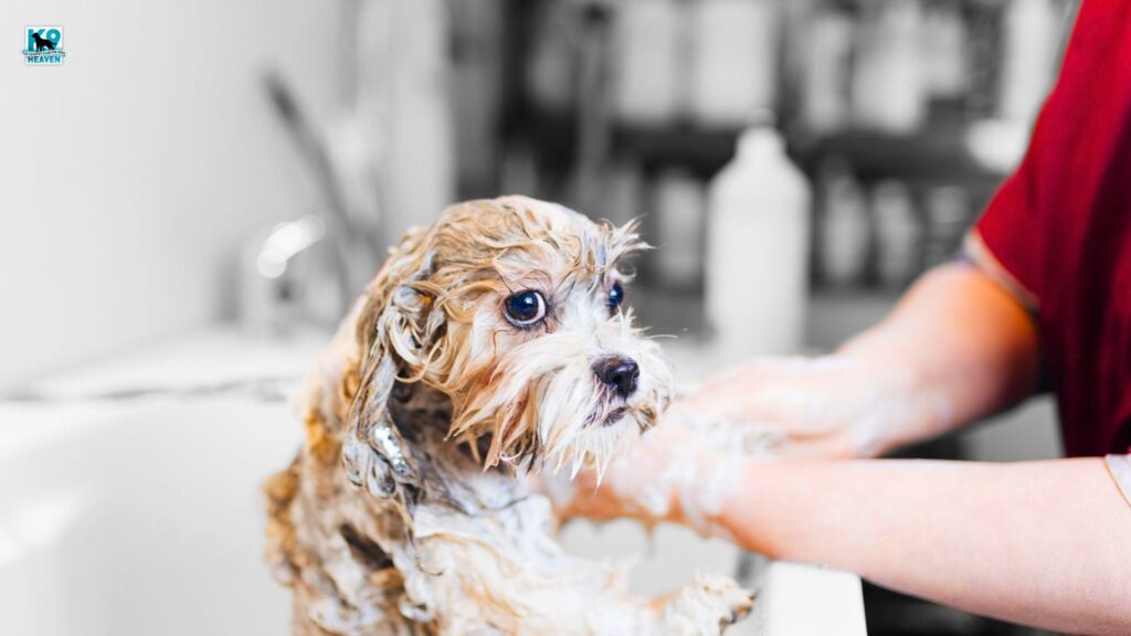 How to find a good dog groomer