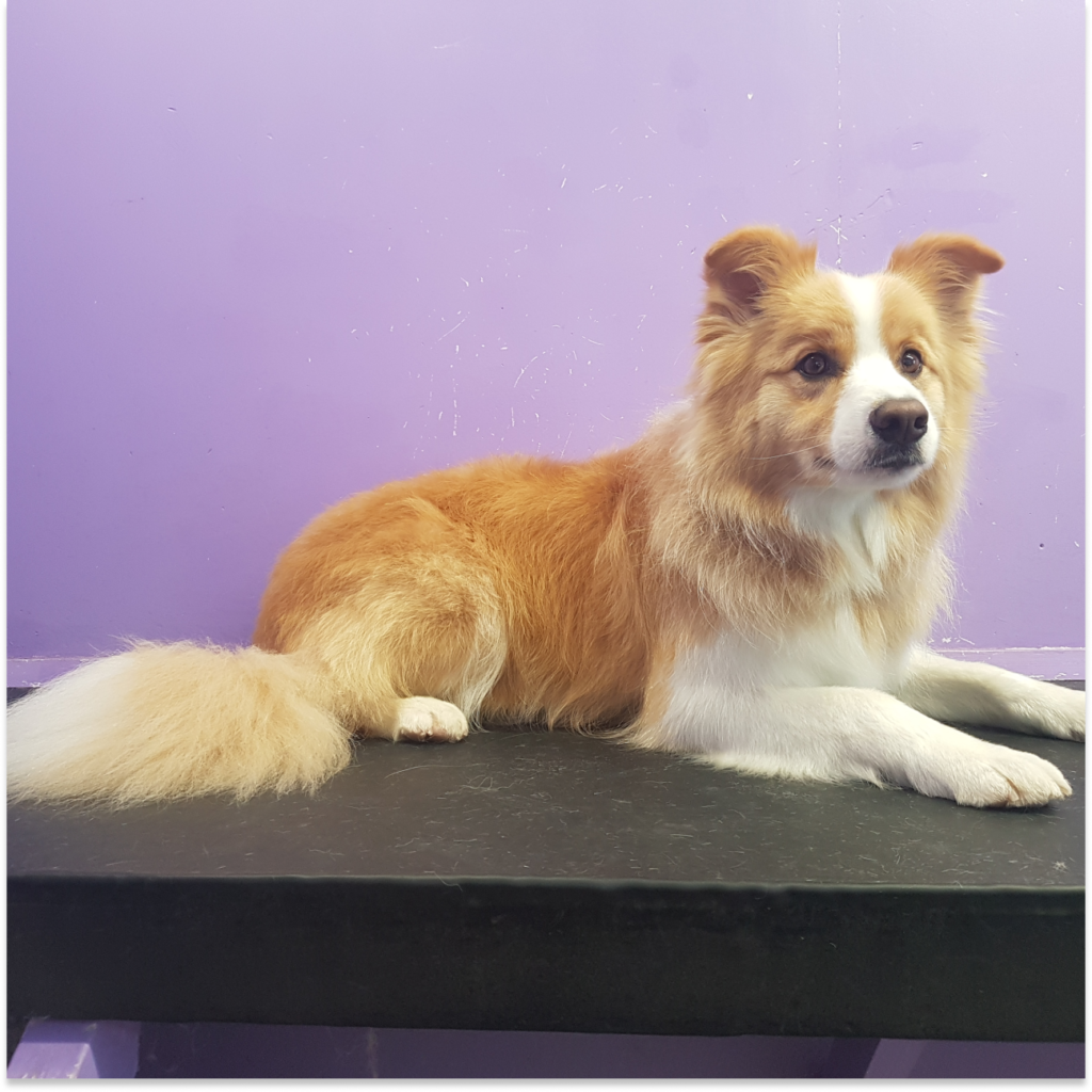 Large Dog Grooming Auckland K9 Heaven's Gentle Touch