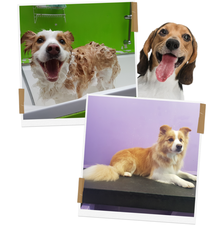 Premium Dog Grooming Auckland K9 Heaven
