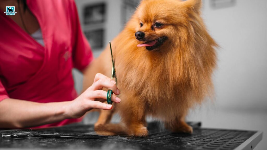 Reasons to use a professional dog groomer