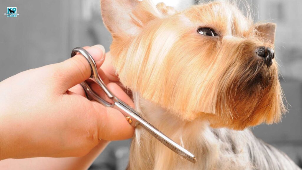 What is dog grooming