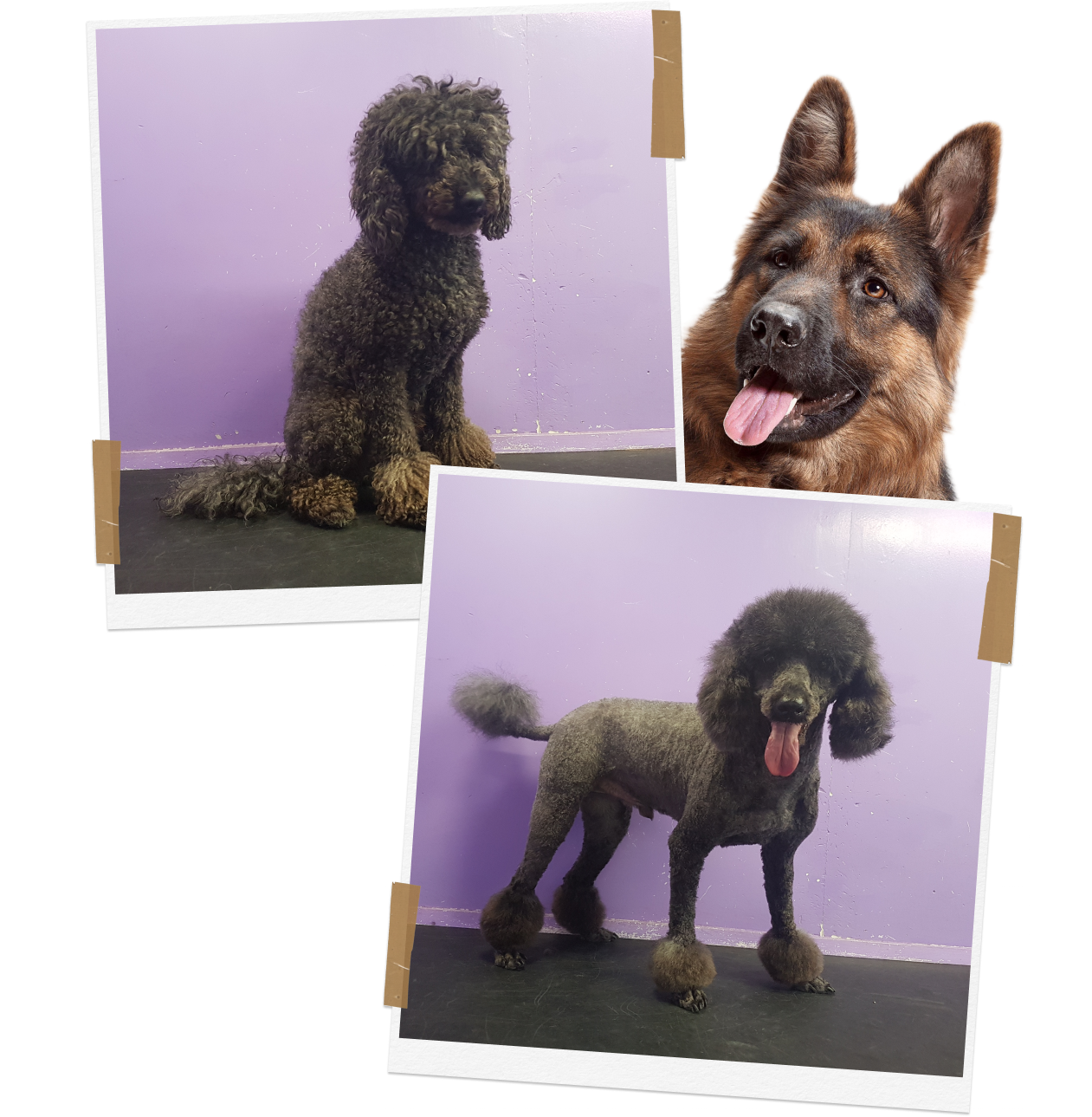 Large Dog Grooming Auckland K9 Heaven's Gentle Touch