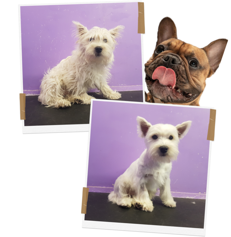 Small Dog Grooming Auckland K9 Heaven's Gentle Touch