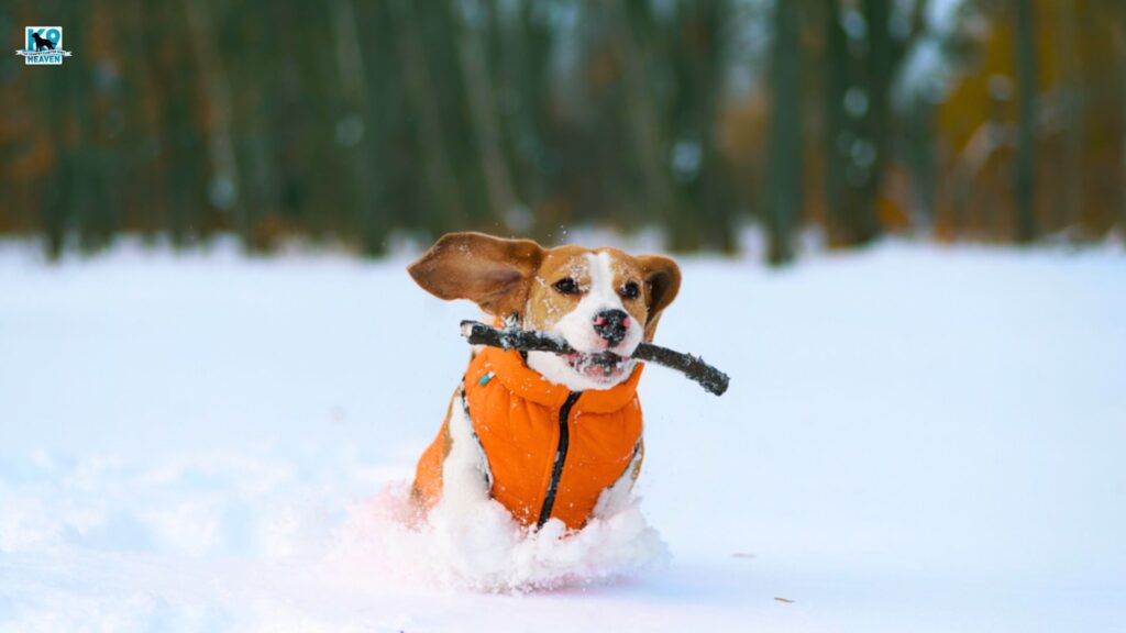 Keep Your Dog Active During Winter