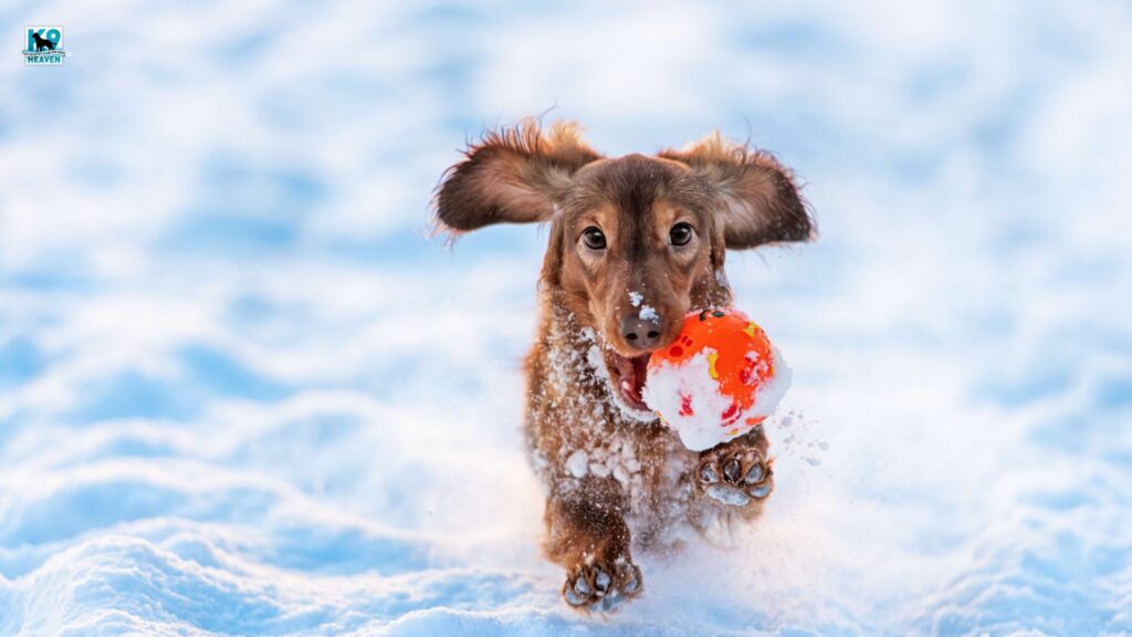 Dog Training to Keep Your Dog Active During Winter