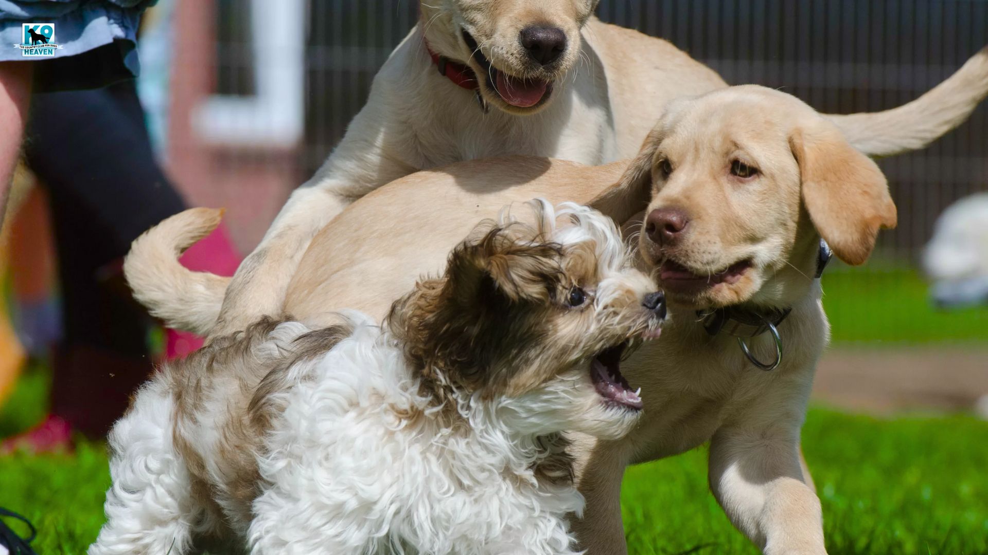 dog socialisation