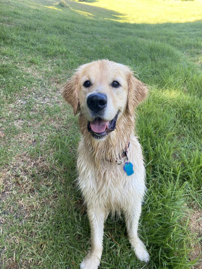 K9 Heaven Dog day care farm