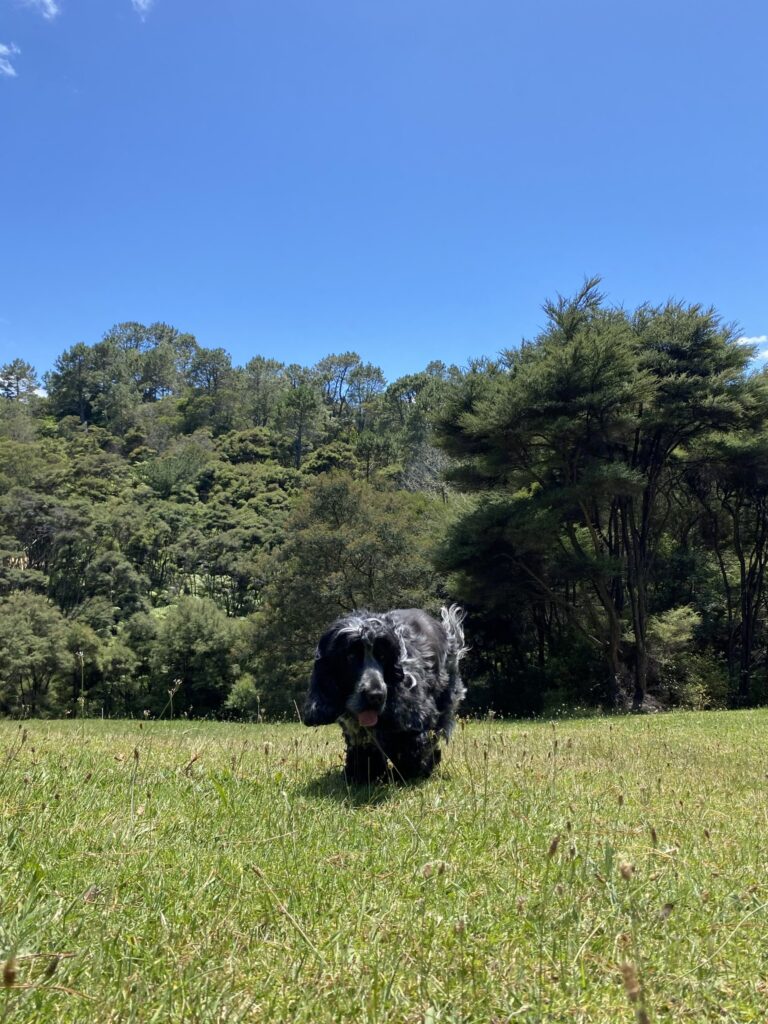 K9 Heaven Dog day care farm