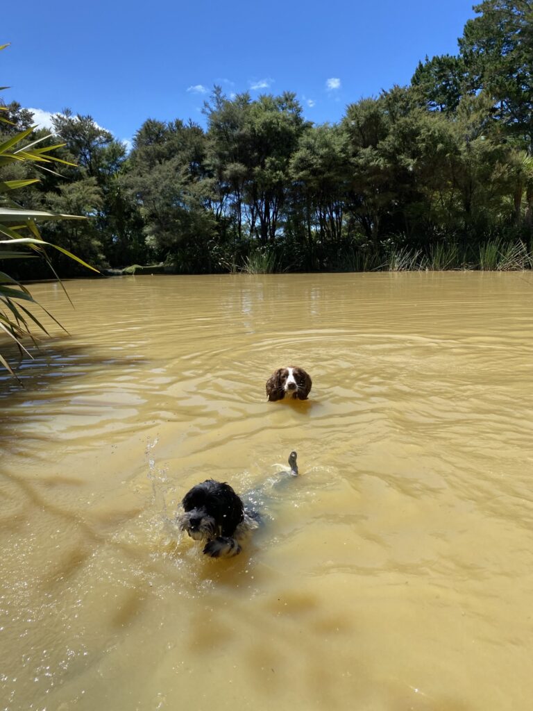 K9 Heaven Dog day care farm