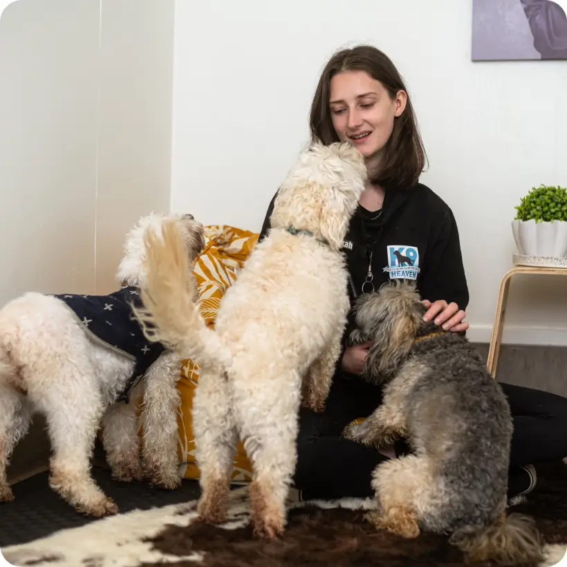 K9 Heaven Dog day care