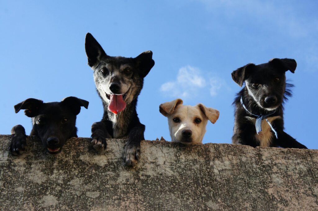 Doggy Day Care