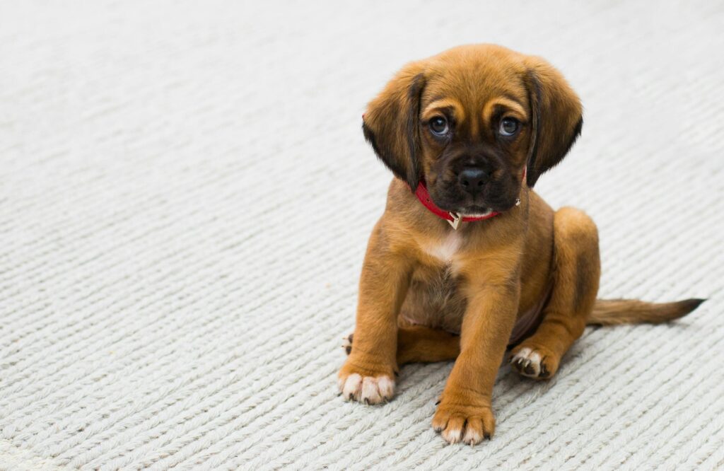 What age can puppies go to daycare