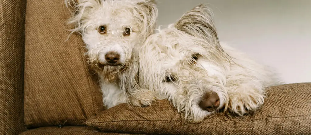 Two dogs sitting on a sofa to keep warm in winter.