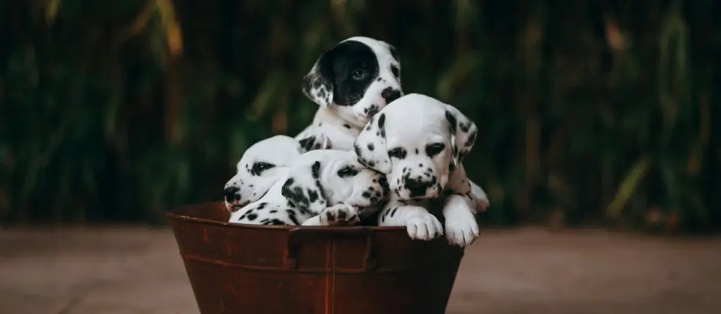 Dalmation puppies sat in a basket.