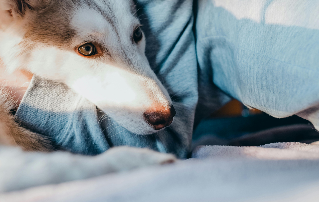 A dog being cuddled by its owner to keep it warm.
