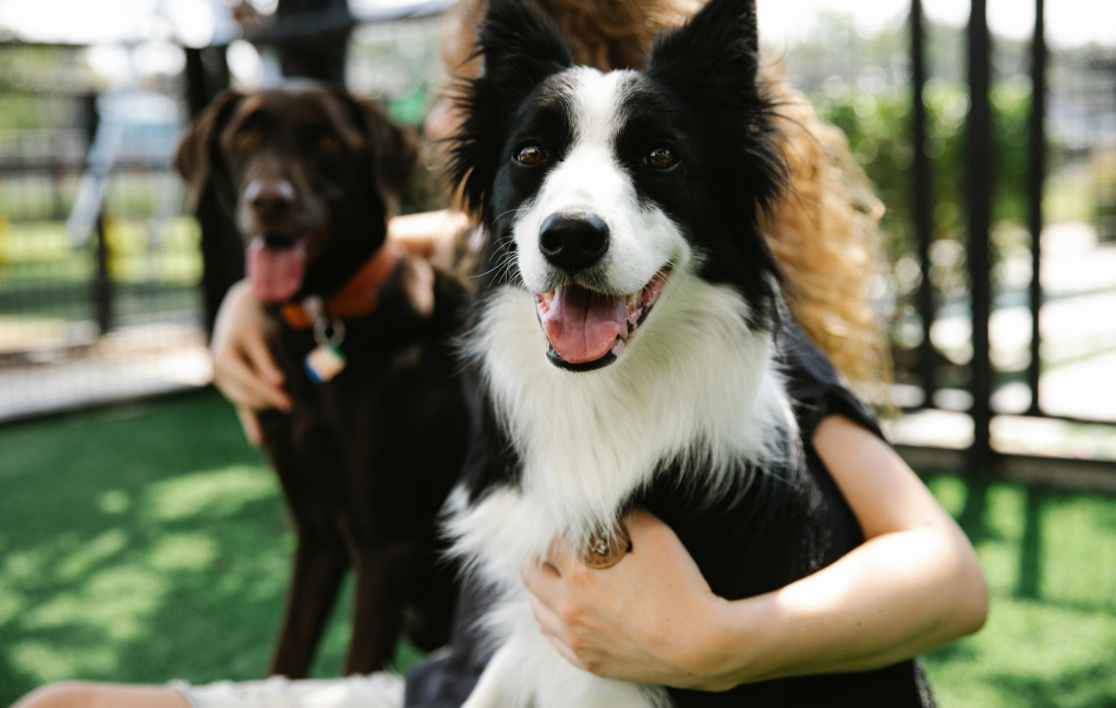 A person standing in a park cuddling two dogs.