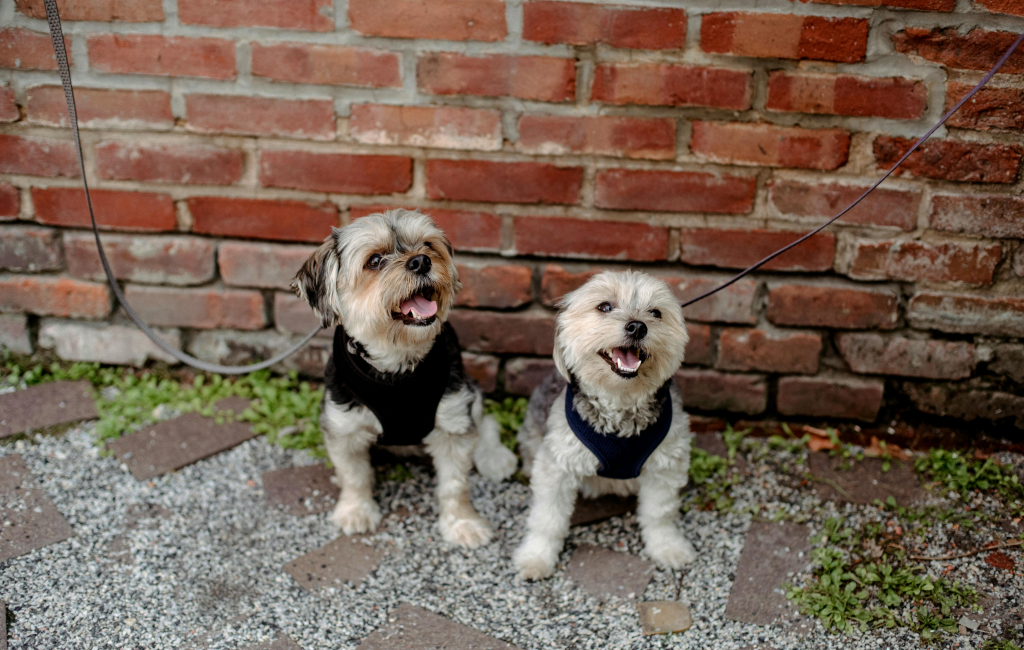 Two dogs sitting next to each other by a wall.