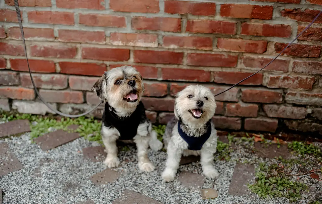 Two dogs sitting next to each other by a wall.