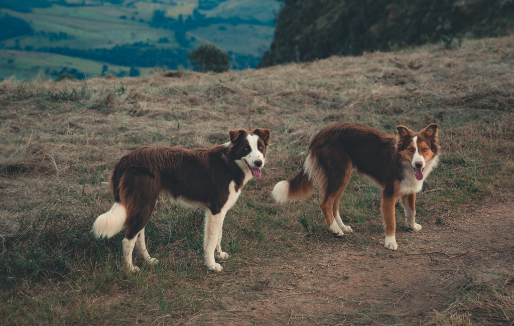 Two dogs on a walk in the countryside.