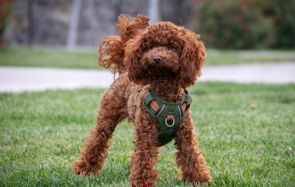 A brown dog standing happily with a green harness.