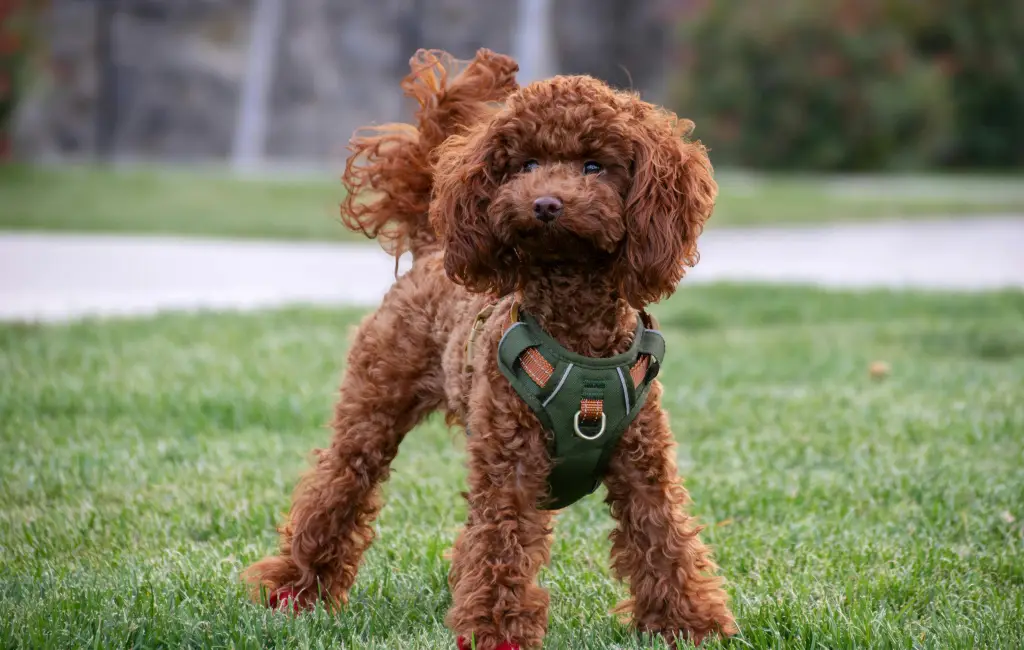 A brown dog standing happily with a green harness.